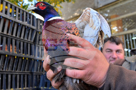 Исперих - ловно-рибарско дружество - фазани