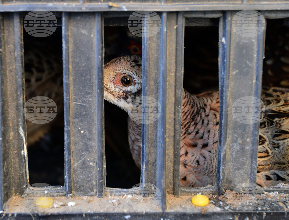 Общо 220 фазана бяха пуснати в пограничните райони от Ловно-рибарското сдружение „Странджа“