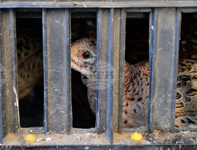 Общо 220 фазана бяха пуснати в пограничните райони от Ловно-рибарското сдружение „Странджа“