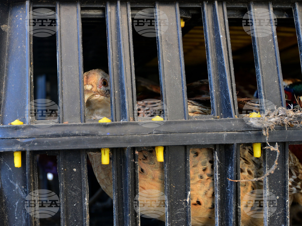 Около 2000 фазана са били умъртвени в държавен развъдник в Елховско заради огнище на Нюкясълска болест