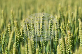 Кубрат - Ден на пшеницата