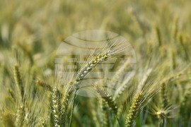 Кубрат - Ден на пшеницата