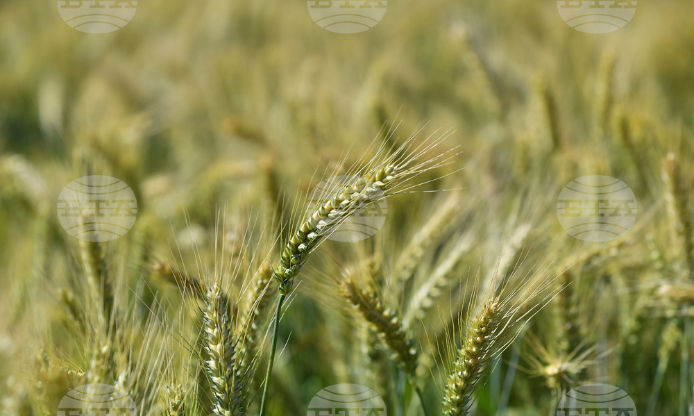 Кубрат - Ден на пшеницата