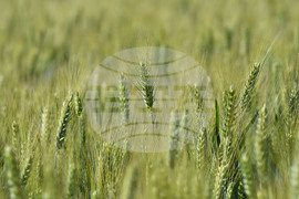 Кубрат - Ден на пшеницата