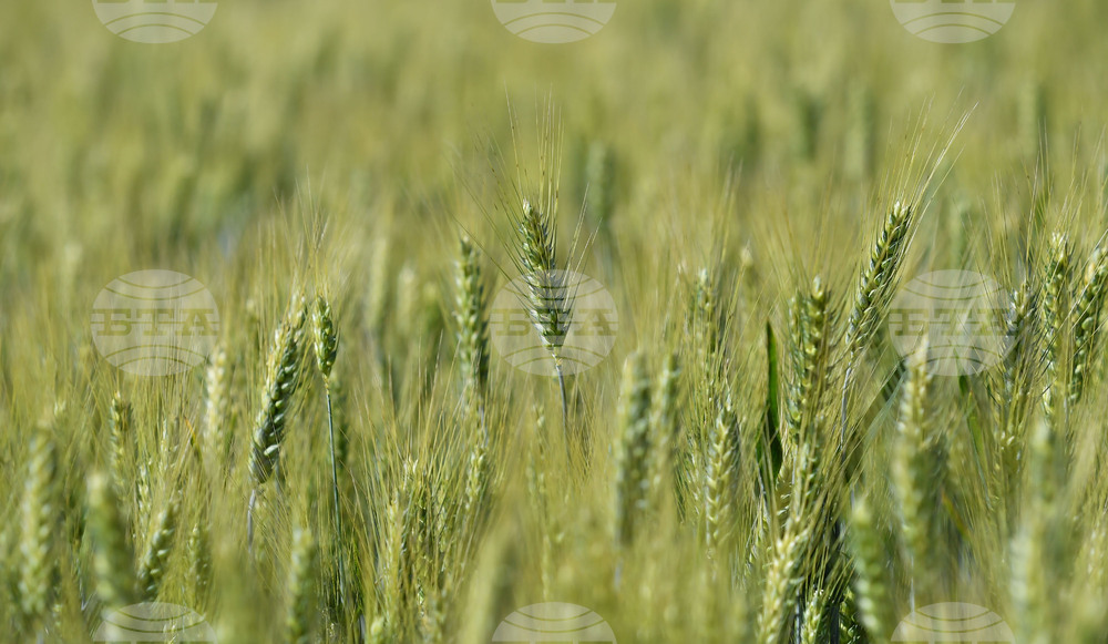 Кубрат - Ден на пшеницата