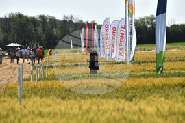 Кубрат - Ден на пшеницата