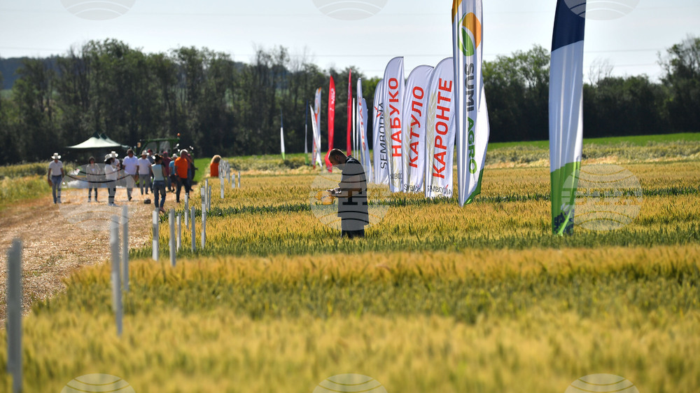 Кубрат - Ден на пшеницата