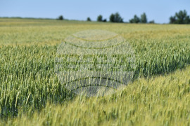 Кубрат - Ден на пшеницата