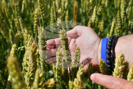 Кубрат - Ден на пшеницата