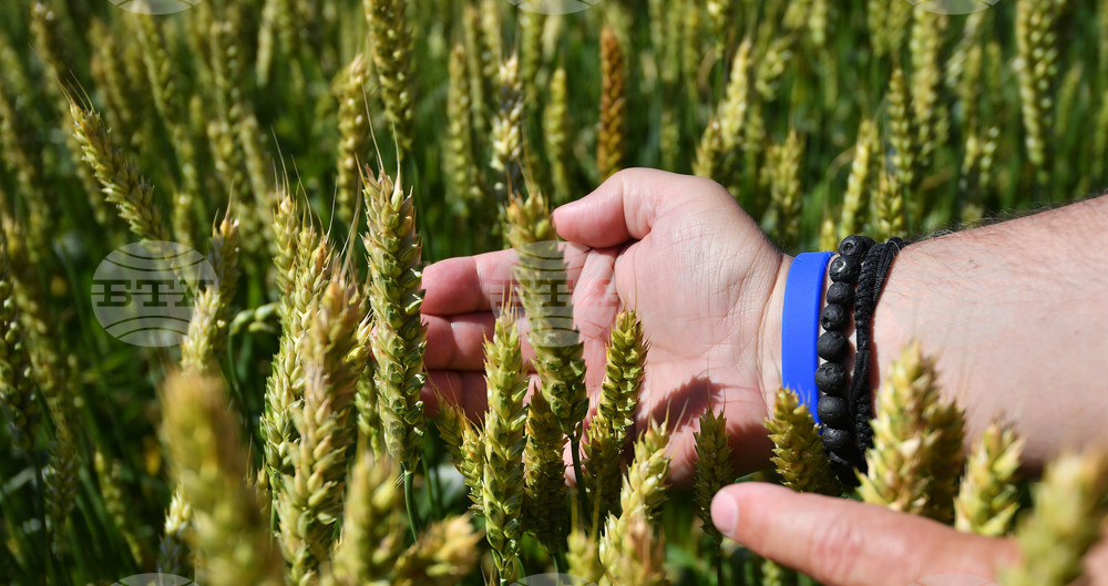 Кубрат - Ден на пшеницата
