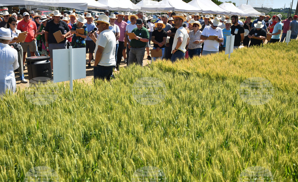 Кубрат - Ден на пшеницата