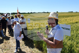Кубрат - Ден на пшеницата