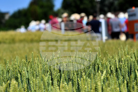 Кубрат - Ден на пшеницата