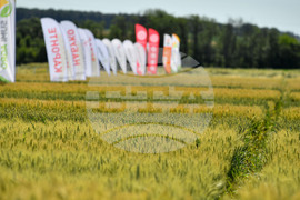 Кубрат - Ден на пшеницата