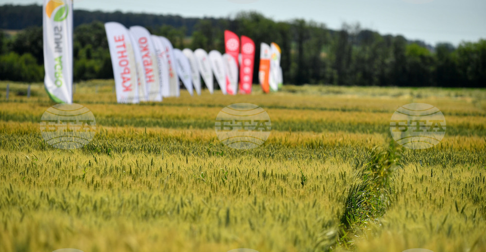 Кубрат - Ден на пшеницата