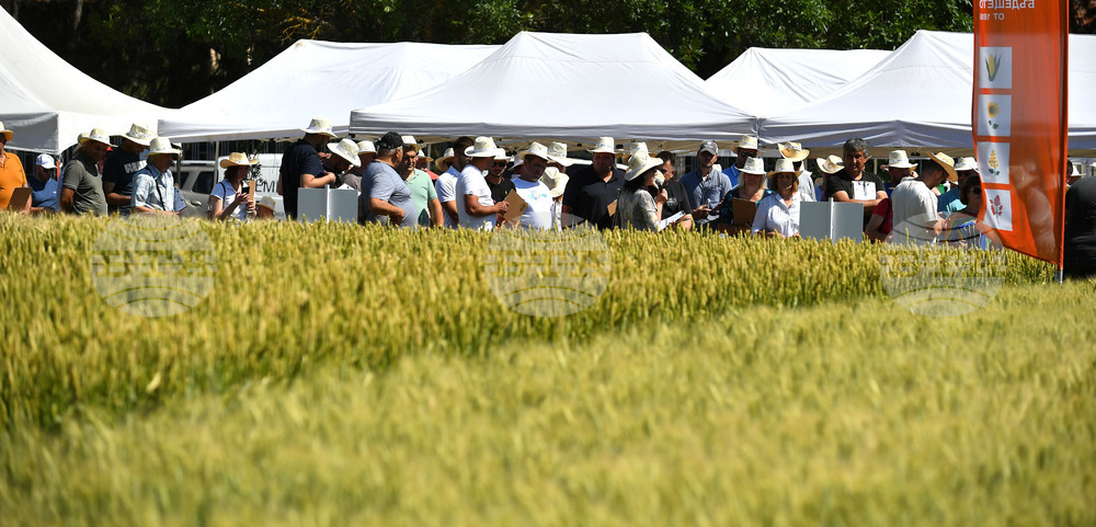 Кубрат - Ден на пшеницата