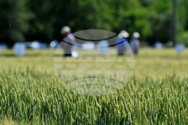 Кубрат - Ден на пшеницата