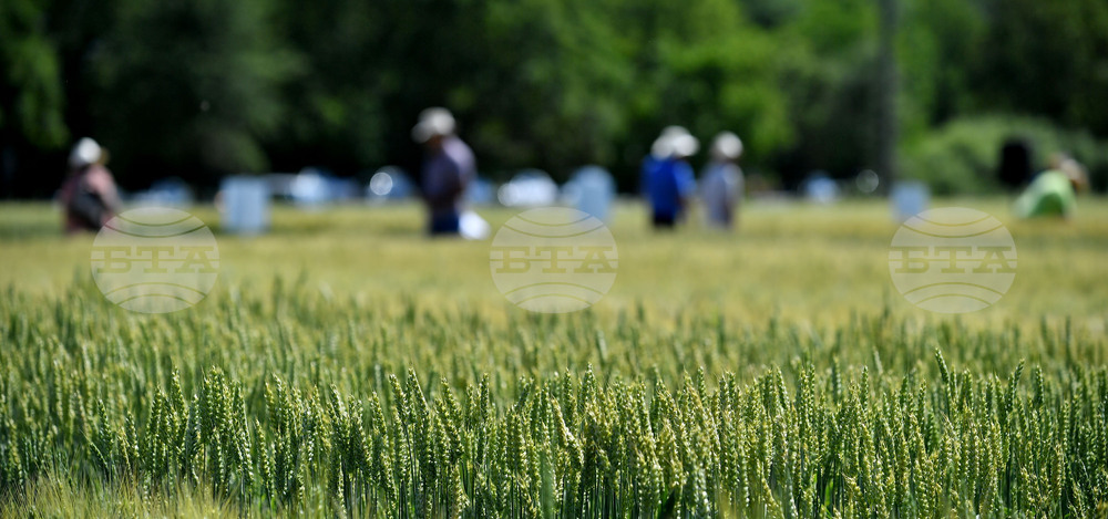 Кубрат - Ден на пшеницата