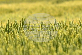 Кубрат - Ден на пшеницата