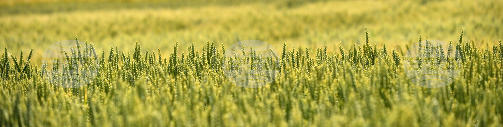 Кубрат - Ден на пшеницата