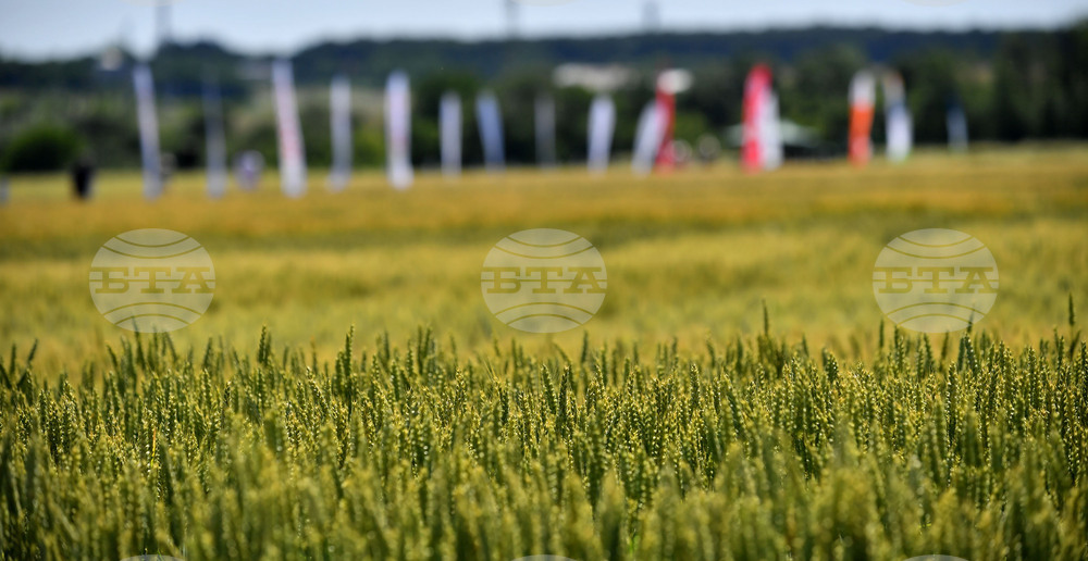 Кубрат - Ден на пшеницата