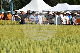 Кубрат - Ден на пшеницата