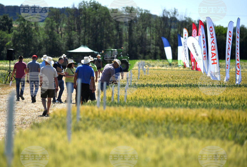 Кубрат - Ден на пшеницата