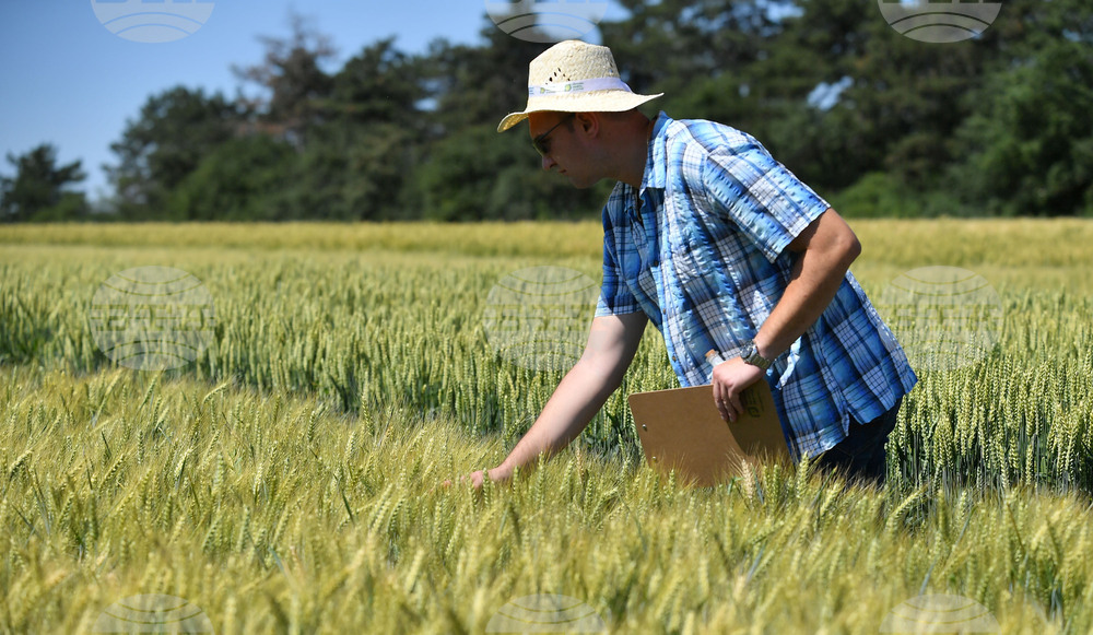 Кубрат - Ден на пшеницата