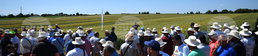 Кубрат - Ден на пшеницата
