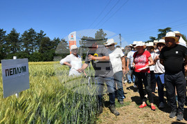 Кубрат - Ден на пшеницата