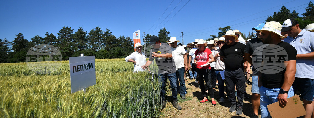 Кубрат - Ден на пшеницата