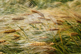 Кубрат - Ден на пшеницата