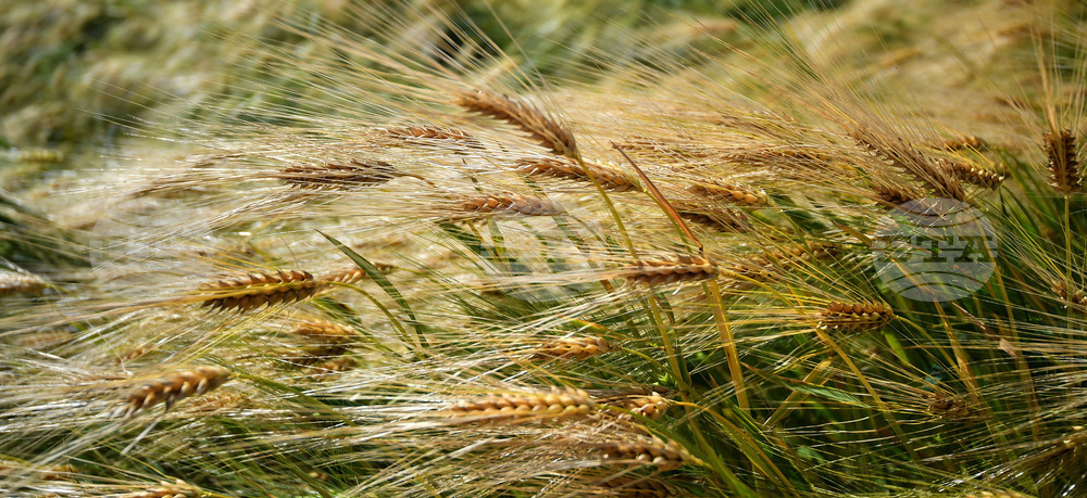 Казинформ: Казахстан подновява износа на зърно за Иран и Азербайджан