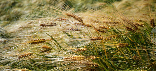 Казинформ: Казахстан подновява износа на зърно за Иран и Азербайджан