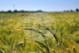 Кубрат - Ден на пшеницата