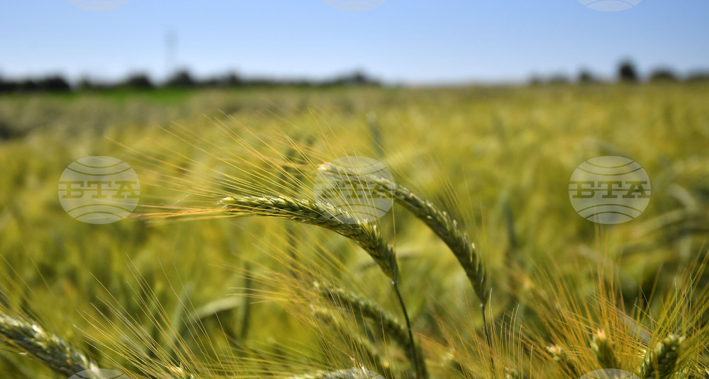 Кубрат - Ден на пшеницата