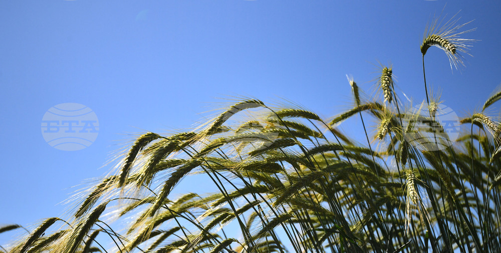 Кубрат - Ден на пшеницата