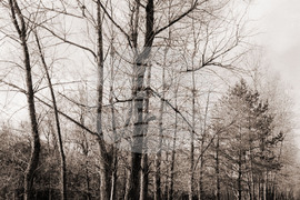 Батак - Цигов Чарк - изглед