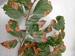 Снимка: Изпълнителна агенция по горите 