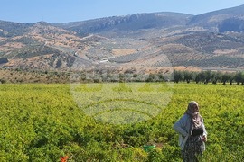 Турция - граница -  стена