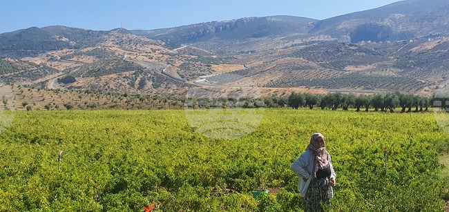 Турция - граница - стена