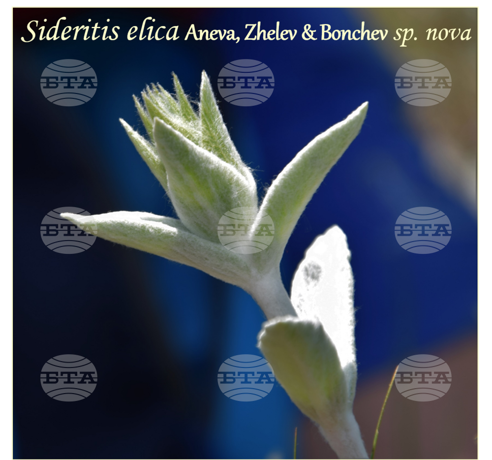 Bulgarian Scientists Discover New Plant Species