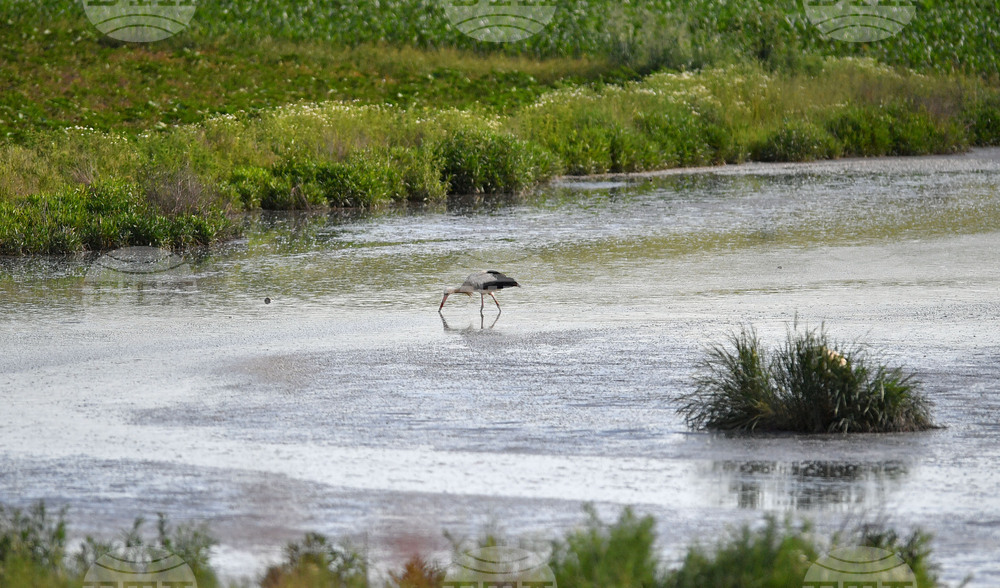 Село Брестовене - птици