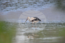 Село Брестовене - птици