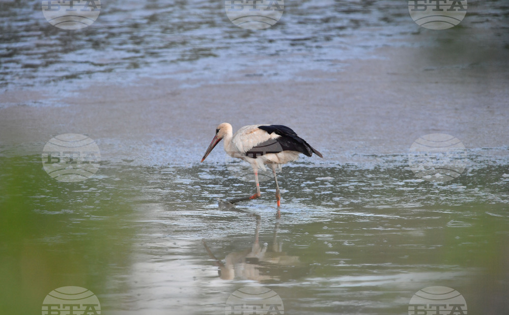 Село Брестовене - птици