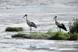Село Брестовене - птици
