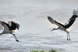 Село Брестовене - птици