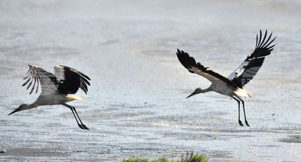 Село Брестовене - птици