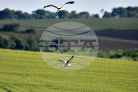 Село Брестовене - птици