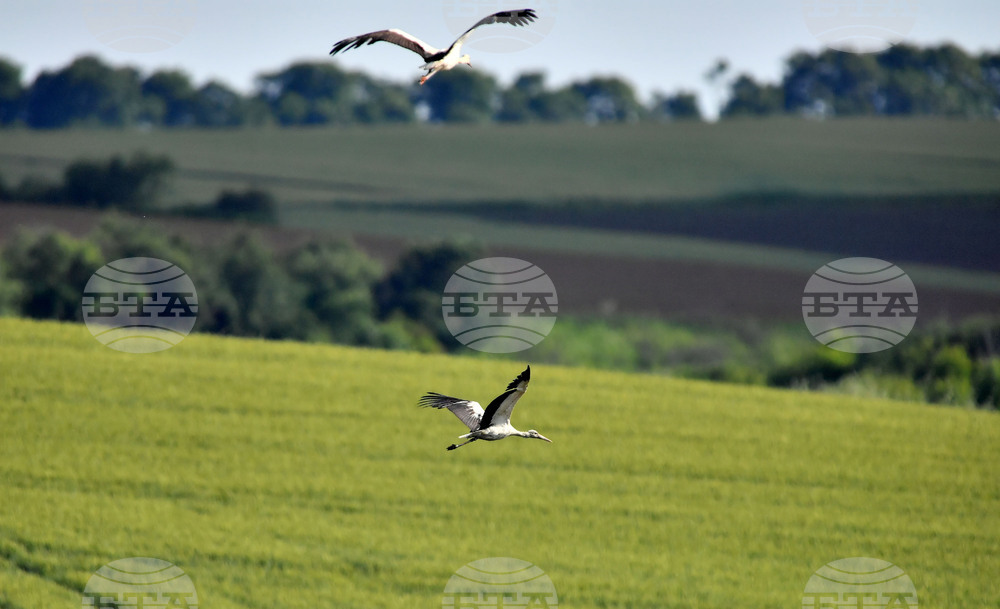 Село Брестовене - птици